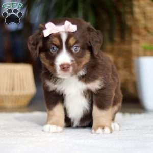 Tulip, Miniature Australian Shepherd Puppy